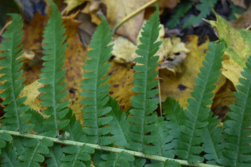 Зеленый лист папоротника на фоне желтой сухой листвы, осенью в лесу.