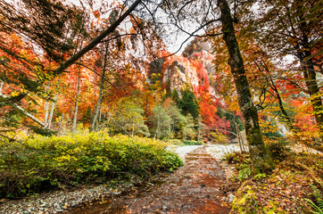 Autumn in Buila Vanturarita, Carpathian Mountains, Romania. Vivid fall colors in forest. Scenery of nature with sunlight through branches of trees. Colorful Autumn Leaves. Green, yellow, orange, red.