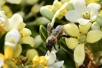 macrocosm of insects
