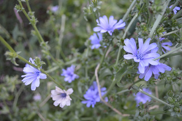 Fototapeta premium チコリ Chicory