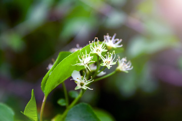 Closeup view of tender flowering plant with thin stamens, white petals and green leaves on a blurred dark background