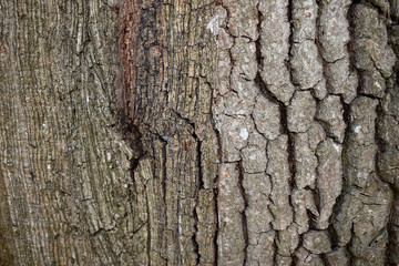 Natural tree bark, brown with rough structure