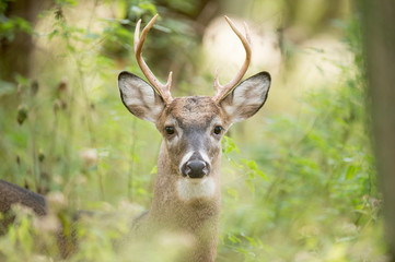 Whitetail Buck Portrait