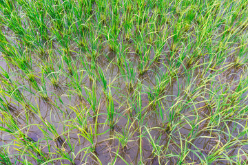 grass with water drops of dew