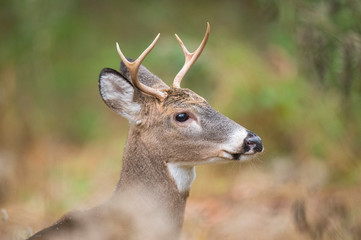 Naklejka na ściany i meble Whitetail Deer Buck