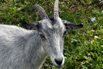 goat pet in the meadow