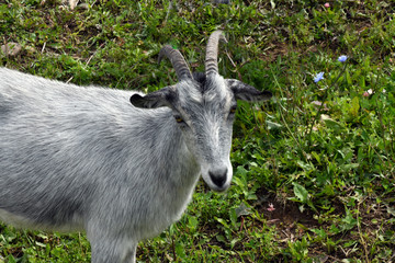 goat pet in the meadow