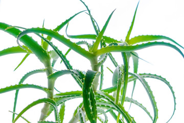 Aloe is a variety of succulents. Green branches of aloe close up on a white light background. Home green Aloe