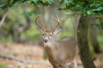 Whitetail Buck Portrait