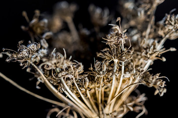 Dry autumn grass shot on a dark background close-up.