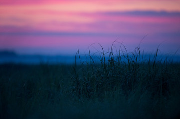 Marsh Grasses at Dawn