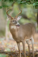 Whitetail Buck Portrait