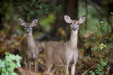 Naklejka na ściany i meble Whitetail Deer in the Forest