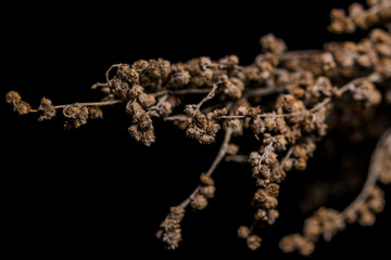 Dry autumn grass shot on a dark background close-up.