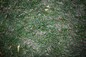 Текстура зеленой травы, с желтыми мелкими листочками деревьев
