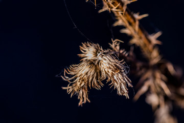 Obraz premium Dry autumn grass shot on a dark background close-up.