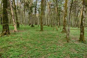 Beautiful view of tjhe original Bialowieza Forest, Poland