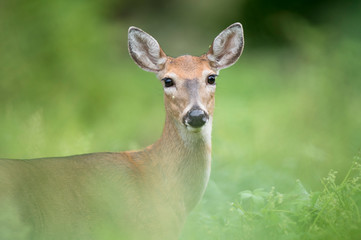 Whitetail Deer Portrait