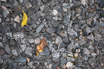Текстура, серые камни гравия с желтым лежащим листом дерева.