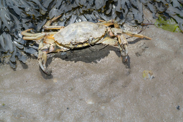 Shore crab at low tide