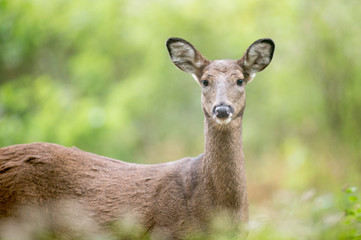 Whitetail Deer Doe