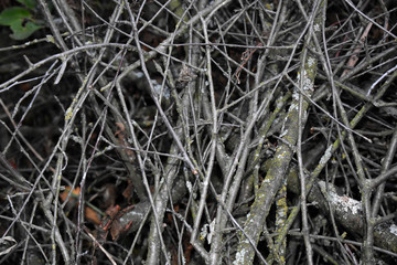 Dry branches in the autumn forest, close-up texture