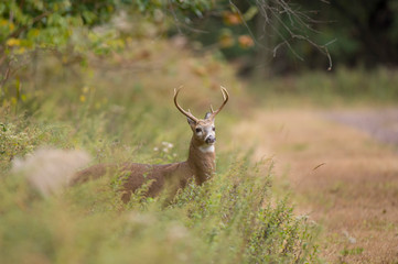 Whitetail Deer Buck