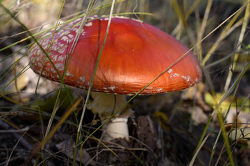 Осенний лес, на полянах растут ядовитые красные и безумно красивые мухоморы.