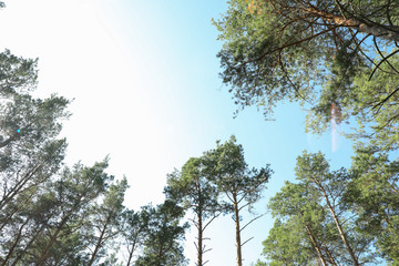 Top of pine trees against blue sky. Active leisure