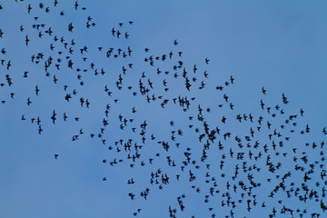 Swarming of the bats in Mulu National Park, Borneo, Malaysia
