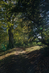 Autumn in Swinton Woods