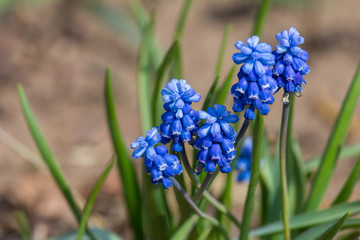 pblue flowers in early spring