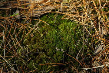 Green moss texture, close up and space for text