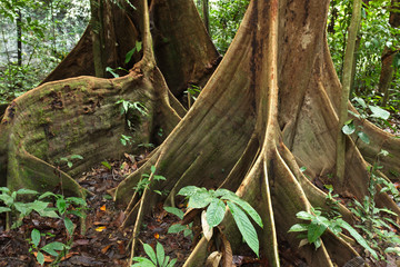 Buttress roots of the trees in the rain forest. Borneo, Mulu National Park - obrazy, fototapety, plakaty