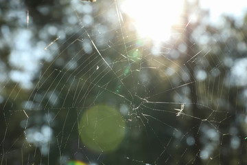 Web in the forest, close up. Sunny day