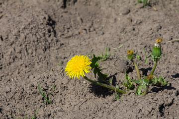 dandelion flower on the ground without grass