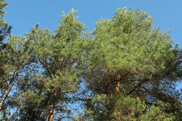 Top of pine trees against blue sky. Active leisure