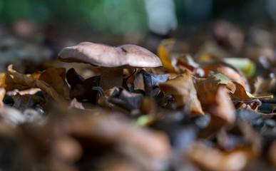Mushroom in the leaves