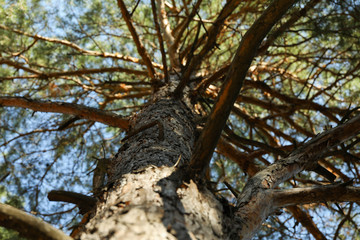 Fototapeta na wymiar Pine with dried branches, close up and space for text