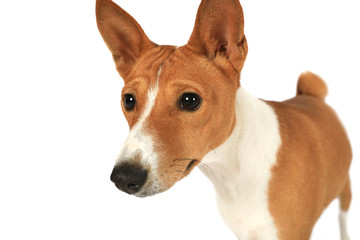 Thoroughbred Basenji isolated on white background