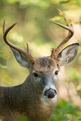 Whitetail Buck Portrait
