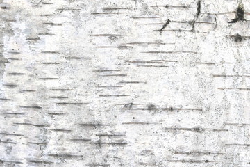 pattern of birch bark with black birch stripes on white birch bark and with wooden birch bark texture