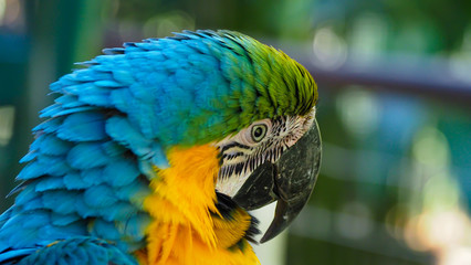 Macaw- South American Parrot