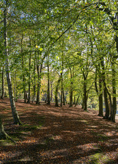 Fototapeta premium Autumn in Swinton Woods