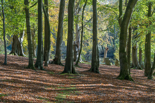 Autumn in Swinton Woods
