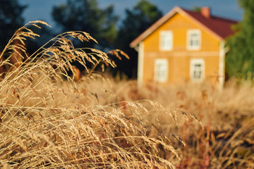 Beautiful finnish yellow farm house at blurred background warm summer evening at field with dry...
