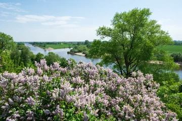 Fliederbusch an der Weser in Baden bei Achim © silke