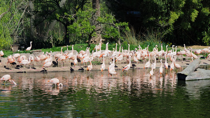 Flamingos