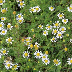 Matricaria chamomilla, medicinal plant, blooms in the meadow