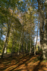 Fototapeta premium Autumn in Swinton Woods